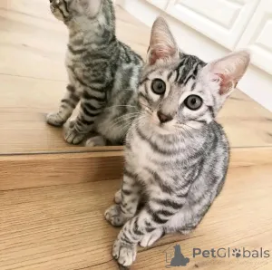 Фото №2 к объявлению №163087 о продаже бигля - купить в Германии частное объявление, из приюта