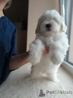 Дополнительные фото: Щенок мальтийской болонки, мальчик