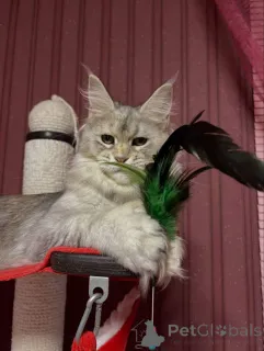 Фото №2 к объявлению №160661 о продаже мейн-кун - купить в Великобритании 