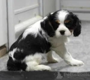 Фото №3. Cavalierkingcharlesinspanielin pennut etsivät perhetta.  Финляндия