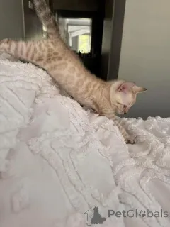 Фото №1. бенгальская - купить в Ароса за Бесплатно. Объявление №152765