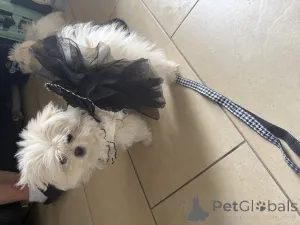 Фото №1. кеесхонд - купить в Два -бриджа за договорная. Объявление №147826