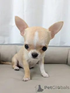 Дополнительные фото: Чихуахуа доступен для усыновления, свяжитесь с WhatsApp Business 447450021323