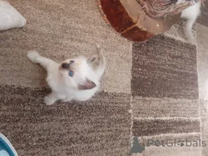 Фото №2 к объявлению №167527 о продаже рэгдолл - купить в Дании частное объявление, заводчик