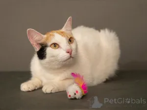 Дополнительные фото: Ласковая и нежная кошечка Снежинка ищет дом