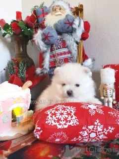 Дополнительные фото: Мини собака, померанский шпиц teddy bear. Родословная FCI.