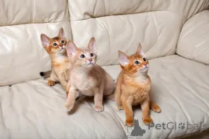 Фото №1. абиссинская - купить в Хельсинки за 23192₽. Объявление №154767