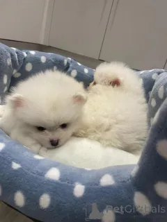 Фото №2 к объявлению №161386 о продаже померанского шпица - купить в США частное объявление