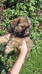 Дополнительные фото: чистокровные девочки ши-тцу