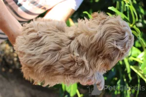 Фото №3. Bolonka Wette FCI Puppy - красивая девушка.  Польша