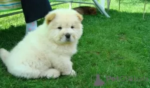 Фото №3. Schattige en mooie Chow Chow-Puppy's Beschikbaar voor oppicieie.  Нидерланды