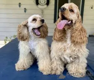 Фото №1. американский кокер-спаниель - купить в Берлине за 64937₽. Объявление №157183