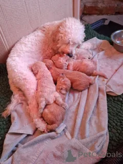 Фото №1. лабрадудль - купить в Idar-Oberstein за договорная. Объявление №162377