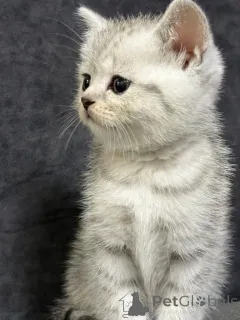 Дополнительные фото: Продам шотландского котенка