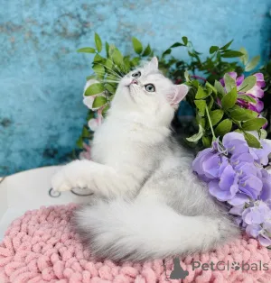 Фото №1. шотландская (скоттиш страйт) - купить в Черновцах за 44354₽. Объявление №144503