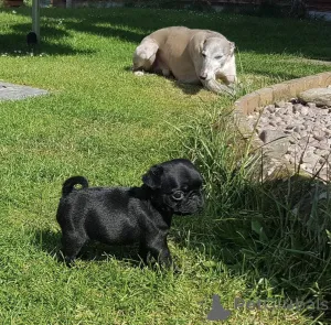 Дополнительные фото: Urocze szczenięta mopsa do adopcji