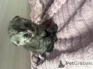 Дополнительные фото: Шотландские котята