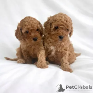 Фото №1.  - купить в Baierbrunn за договорная. Объявление №166373