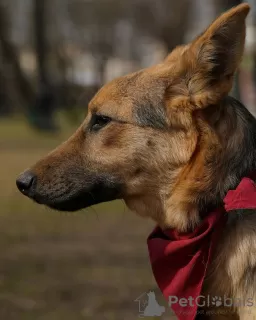 Фото №3. Анри, способный, умный подросток.  Россия