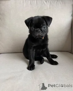 Дополнительные фото: Мопс щенки готовы к возвращению домой