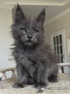 Фото №2 к объявлению №154638 о продаже мейн-кун - купить в Германии заводчик