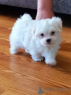 Фото №1. мальтийская болонка - купить в Варшаве за договорная. Объявление №163976