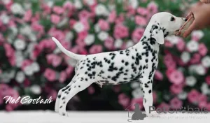 Фото №3. Изысканные Dalmatian Puppies Champion Champion Bloselines, готовые к любящим.  Эстония