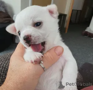 Фото №1. чихуахуа - купить в Юри за 61226₽. Объявление №158694