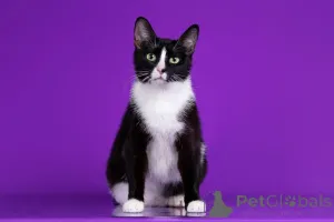 Фото №3. шикарные кошки ищут дом! Кому близнецов?. Россия