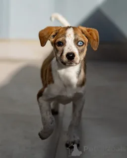 Дополнительные фото: Пять маленьких сердец ищут дом.