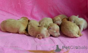 Фото №2 к объявлению №167463 о продаже мальтипу - купить в Украине из питомника