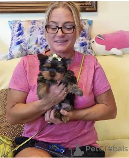 Фото №1. йоркширский терьер - купить в Берлине за договорная. Объявление №154911