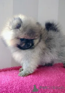 Фото №2 к объявлению №163156 о продаже беспородную - купить в Грузии частное объявление, из питомника, заводчик