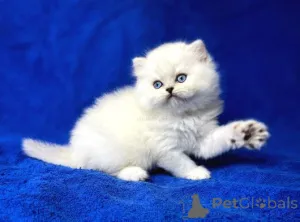 Фото №1. британская длинношёрстная - купить в Ансбах за договорная. Объявление №162249