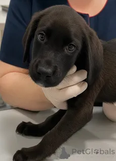 Фото №1. беспородная - купить в Москве реке за Бесплатно. Объявление №158392