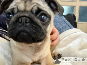 Фото №2 к объявлению №140568 о продаже  - купить в Германии 