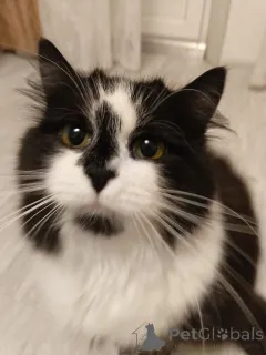 Фото №3. Ищет дом молодая кошечка по имени Фиона!. Россия