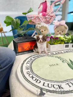 Фото №3. Очаровательные щенки чихуахуа идеальные маленькие компаньоны.  Германия