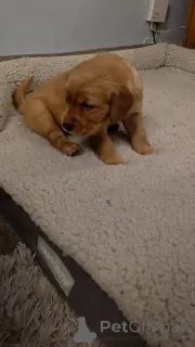 Дополнительные фото: Темно-золотистый ретривер (мальчик девочка)