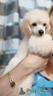 Фото №3. Лучшие щенки пуделя.  Сербия