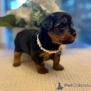 Фото №4. Продажа йоркширского терьера в Хельсинки частное объявление, из приюта - цена 59371₽