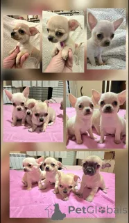 Фото №1. чихуахуа - купить в Зренджанин за договорная. Объявление №165320