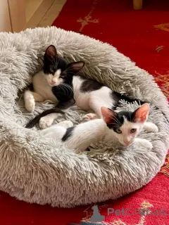 Фото №1. персидская - купить в Хельсинки за 51022₽. Объявление №163742