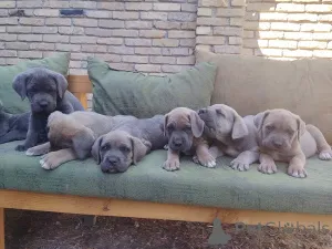 Фото №3. Cane Corso Puppy Top -Class Puppy.  Сербия