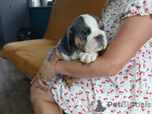 Дополнительные фото: Английский бульдог