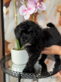 Дополнительные фото: Два прекрасных щенка братьев и сестер из Сербии