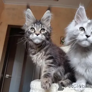 Фото №1. мейн-кун - купить в Абердин за договорная. Объявление №146001