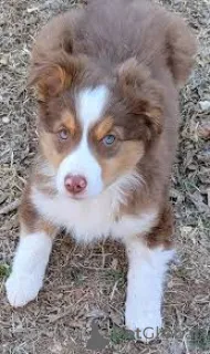 Фото №2 к объявлению №167602 о продаже австралийскую овчарку - купить в Германии частное объявление, заводчик