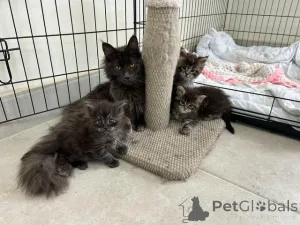 Фото №1. мейн-кун - купить в Товар за Бесплатно. Объявление №145307