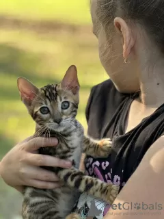 Дополнительные фото: Бенгальские котята